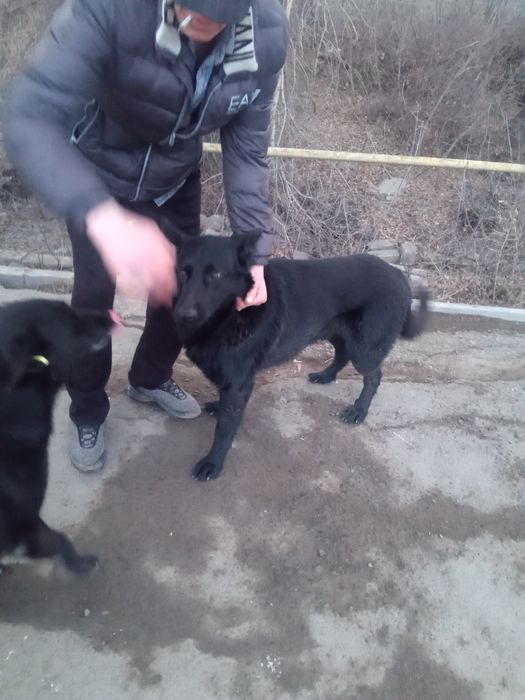 Продам чистого немца