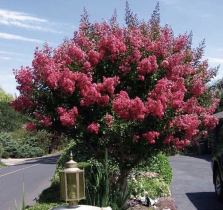 Lagerstroemia indica  ( liliac indian )