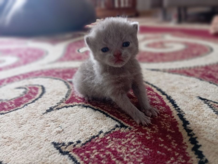 Продам британских котят.