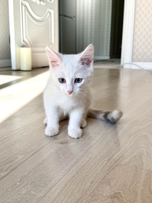 Отдам котенка в хорошие руки