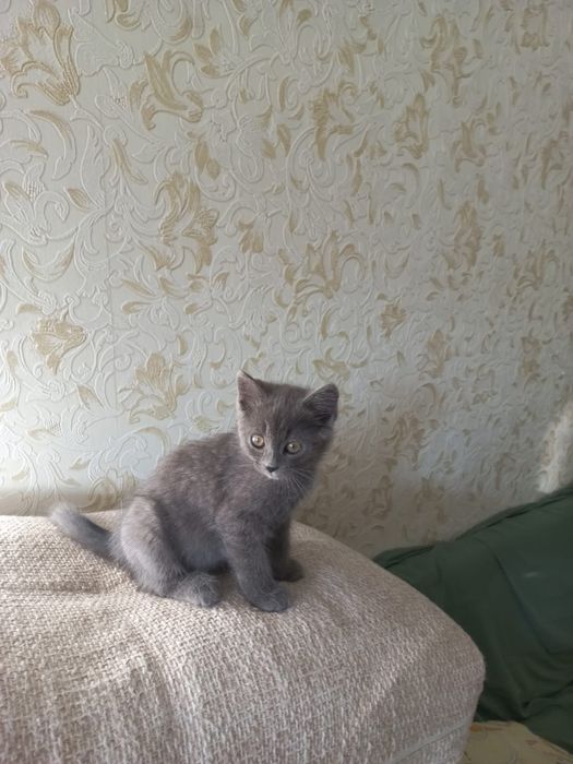 Котенок в добрые руки