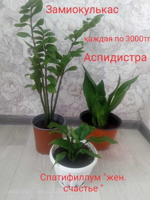 Цветы и Растения