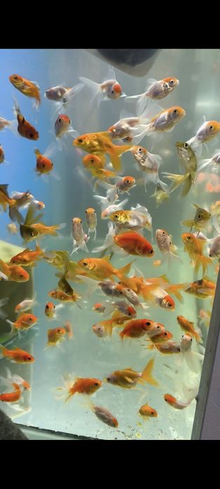 Олтин баликлар сотилади