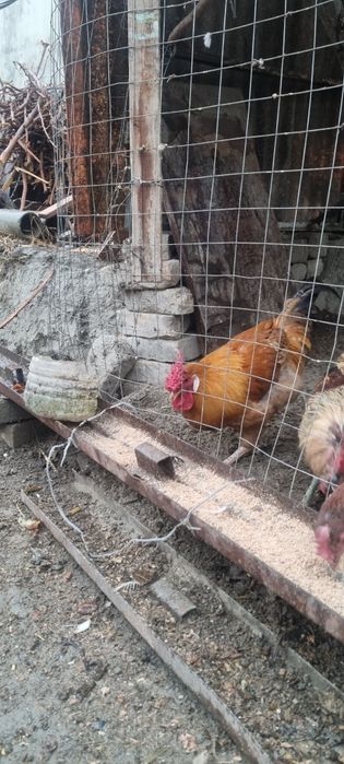 Товук хурозлар сотилади