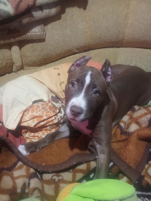 Продам Питбуля девочка