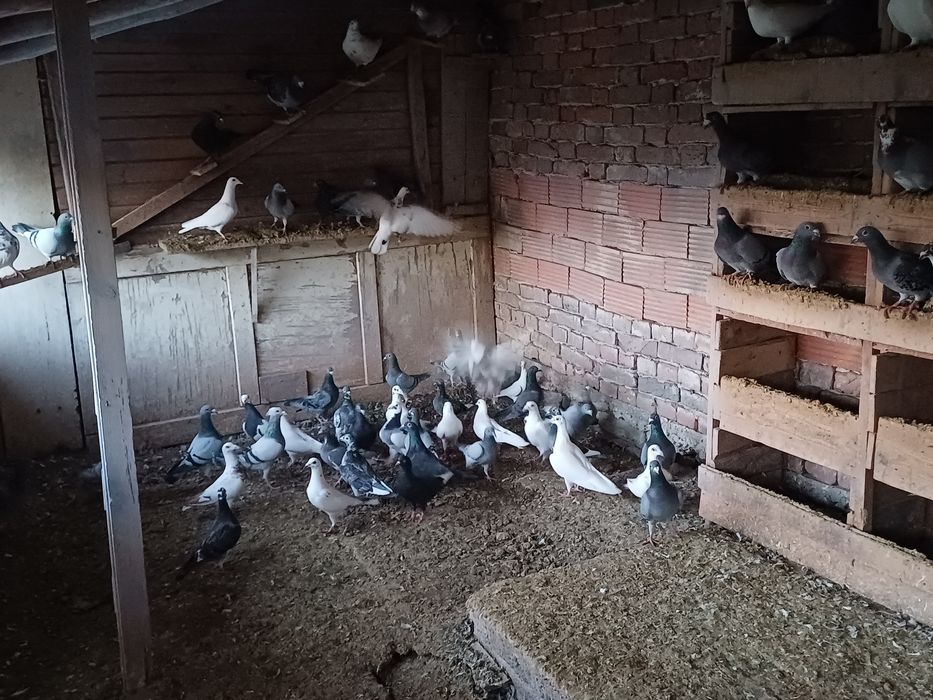 Гълъби чирпански и пощенски