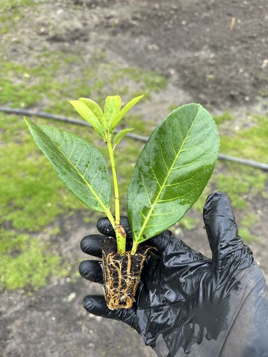 Butasi Leylandii, Laur englezesc, Photinia, Euonymus, cel mai mic pret