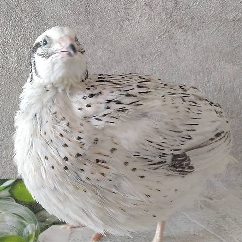 Перепелки Феникс