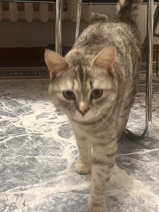 Отдам кошку в добрые руки