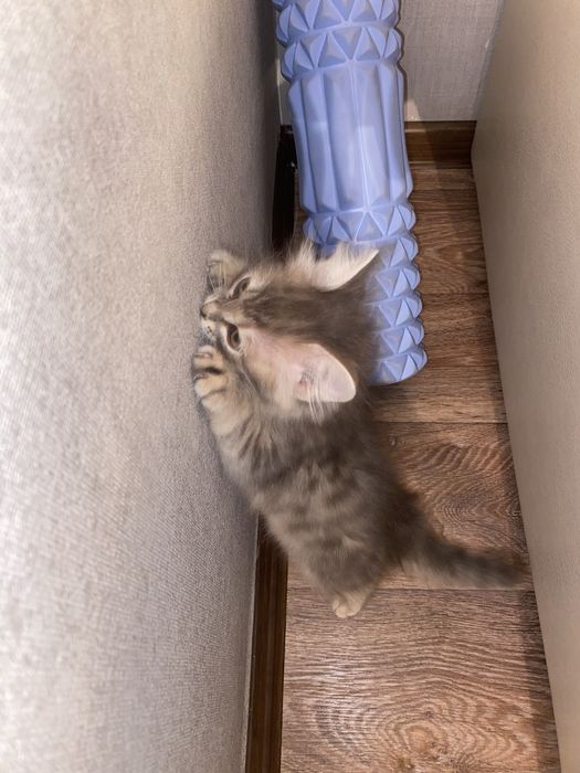 Сексуалды кеуделі ақ балапан Никки Бенц петухты сорады және еш қиындықсыз трахает!