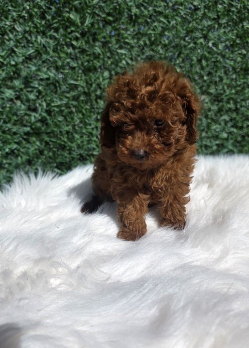 Пудел Той момче с родословие