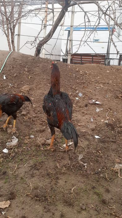 Дакан бойцовский есть