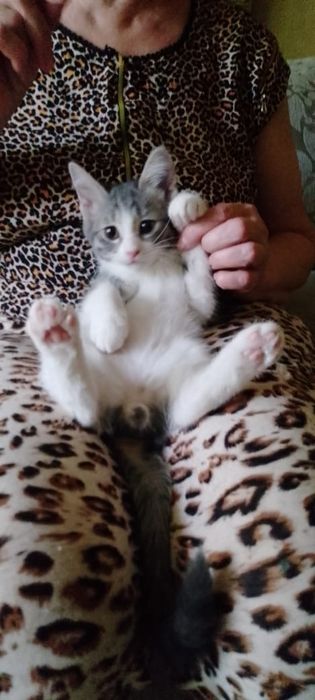 Отдам котенка а добрые руки
