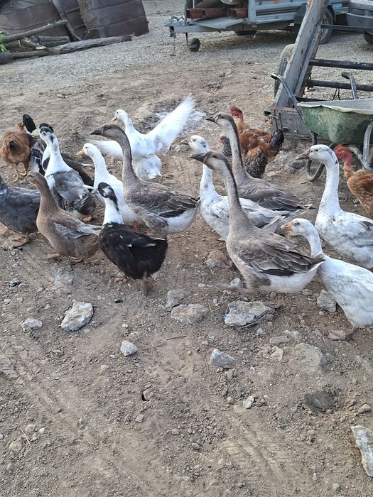 Vând rațe gâște  rate