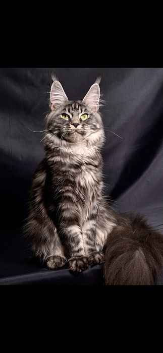 Самые кистявые мейн-куны в Казахстане!