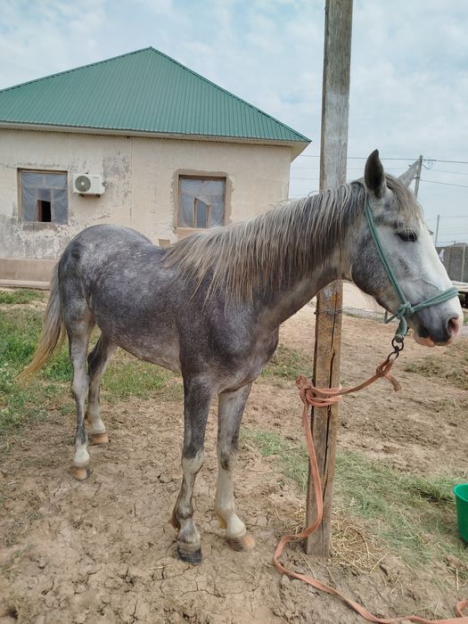 3жасар құнан сатылады Шымкент қаласы