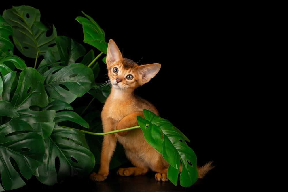 Продажа АБИССИНСКИЕ - kittens