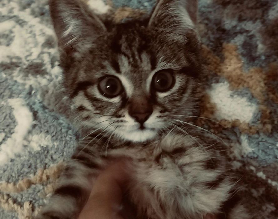 Котёнок в добрые руки