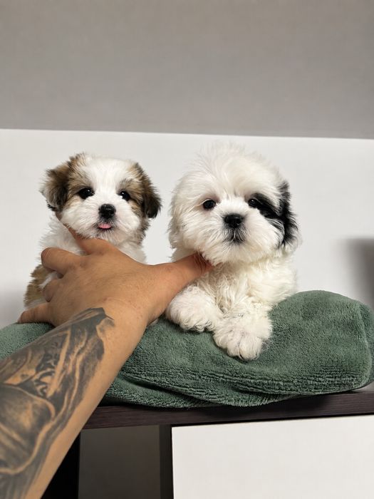 Shih tzu mini toy