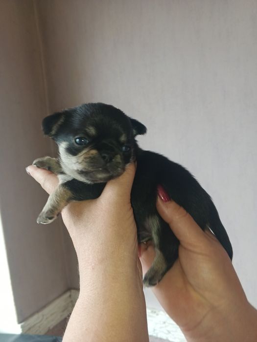 Мальчики и девочка чихуахуа