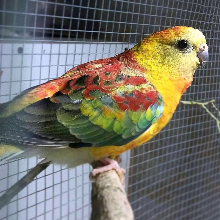 Попугай певчий popugay pevchi