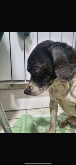 Собака ищет дом ( людям в хорошое руки )