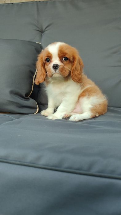 Чарльз Кинг спаниель