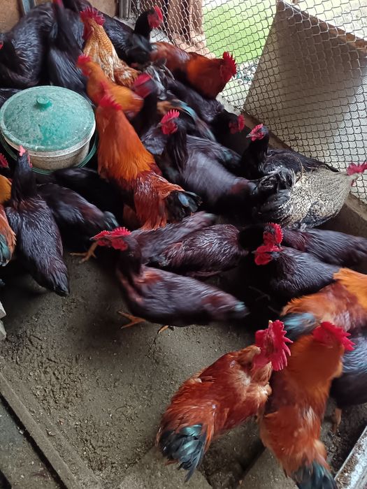 Vând cocoși tineri din rasele Rhode island și new hampshire