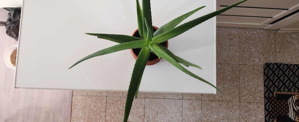 Лечебное алое...