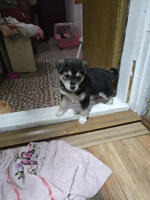 Продам не дорого