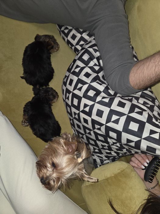 Кученцата мини йоркширски териер