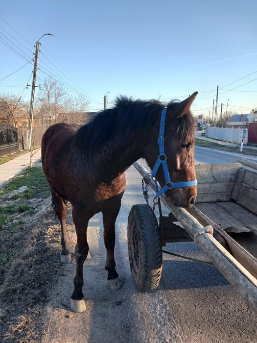 Vand cârlan 10 luni