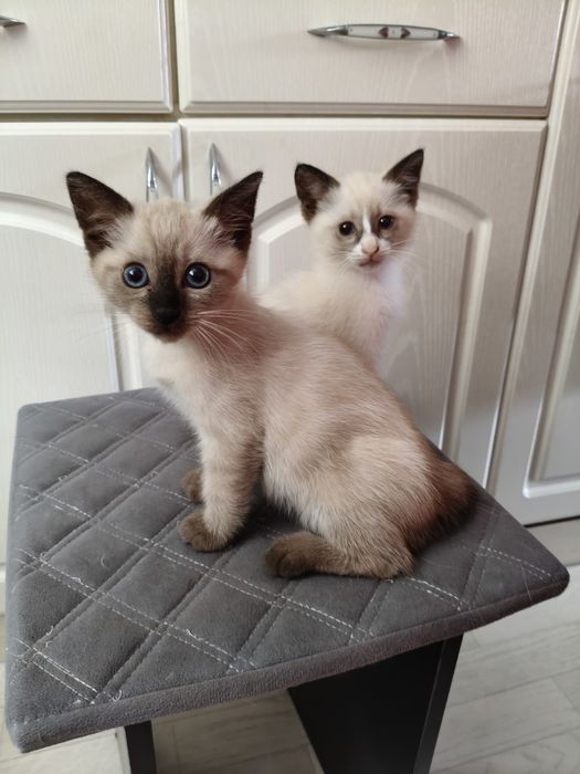 Бесплатно котята
