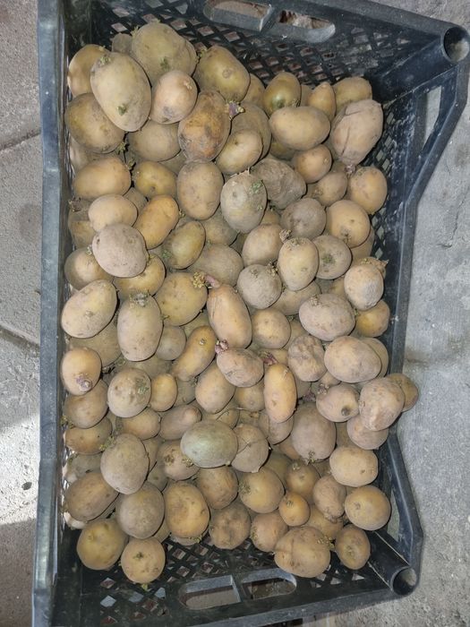 Семенная картошка