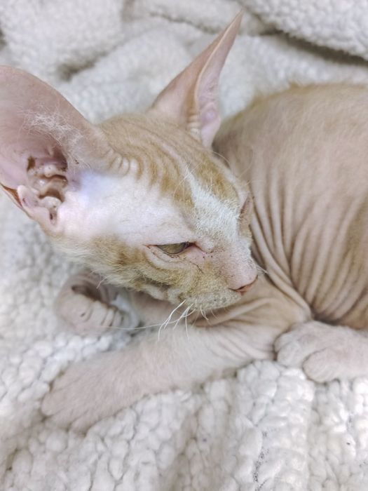 Продаются котята сфинксы