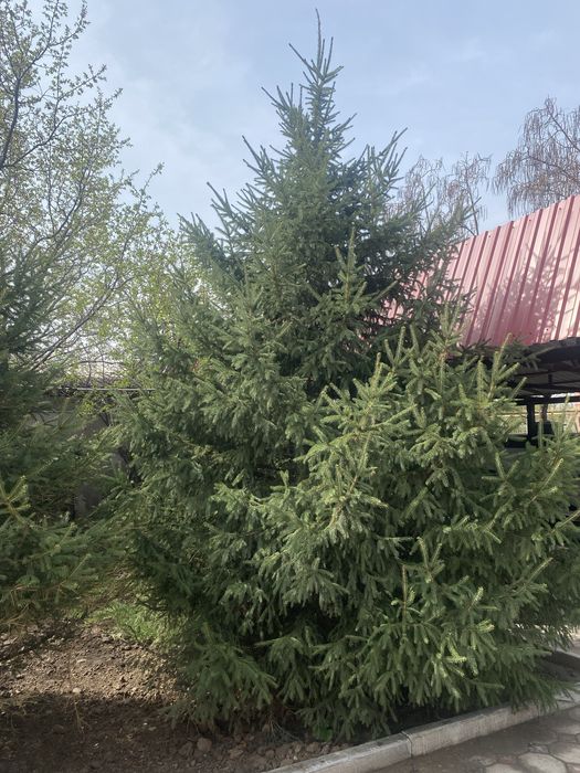 Ель высоки здоровый