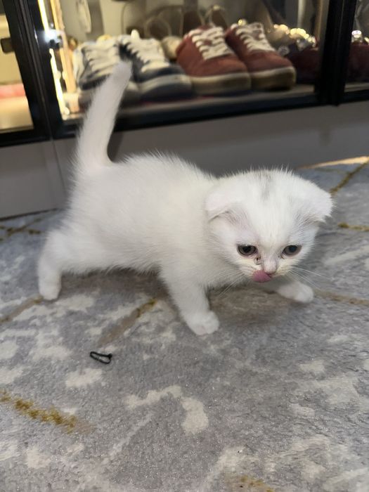 Mushukcha sotiladi  100$