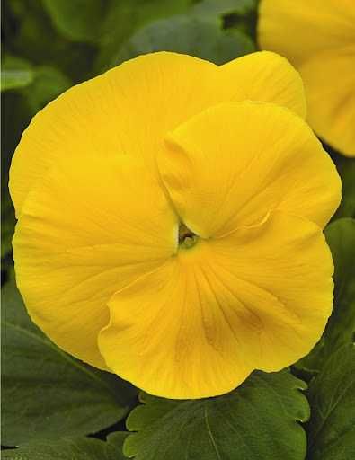 Viola / Виола в любом количестве