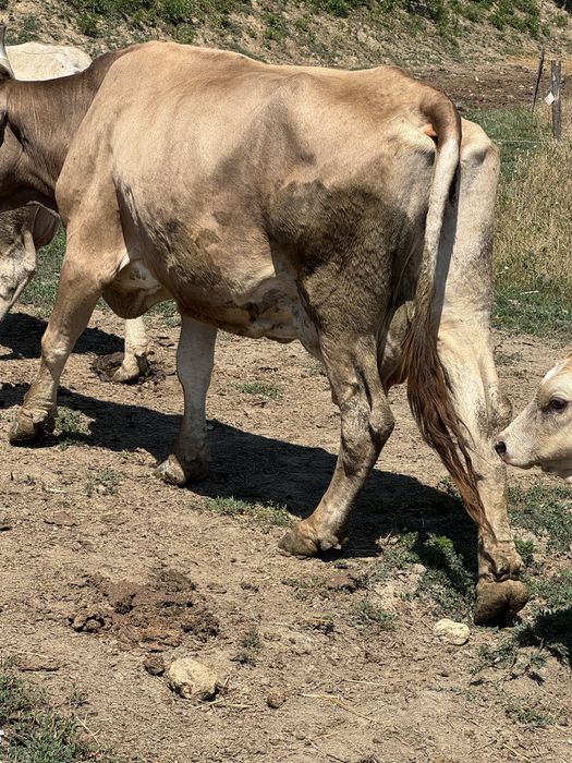 De vanzare o vaca, o juninca si 2 vitele