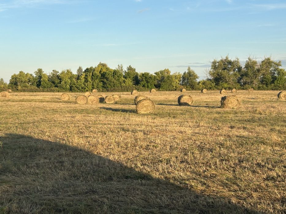СеноОрман шөбі 6000 орынан