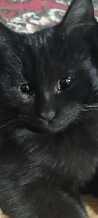 Отдам котят добрым хозяевам