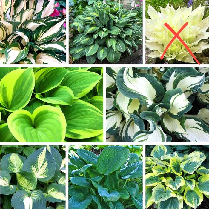 Хоста многолетная садовая микс