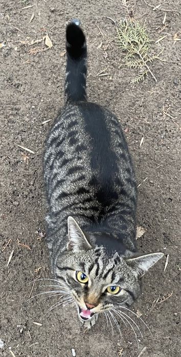 Найден кот некастрированный!