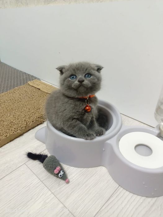 Продаются котята