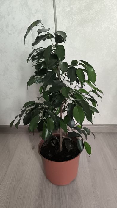 Продам фикусы Бенджаминова