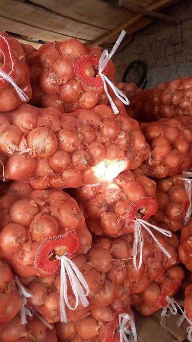 Piyoz 40 tonna sotiladi Bulungʻur tumanida