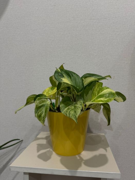 Комнатные растения район Ханшатыра