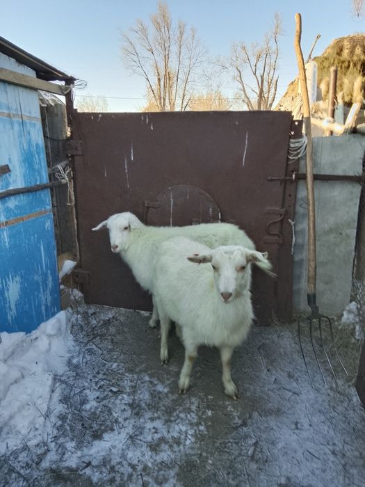 Ешкі шыбыш коза сатылады сутти