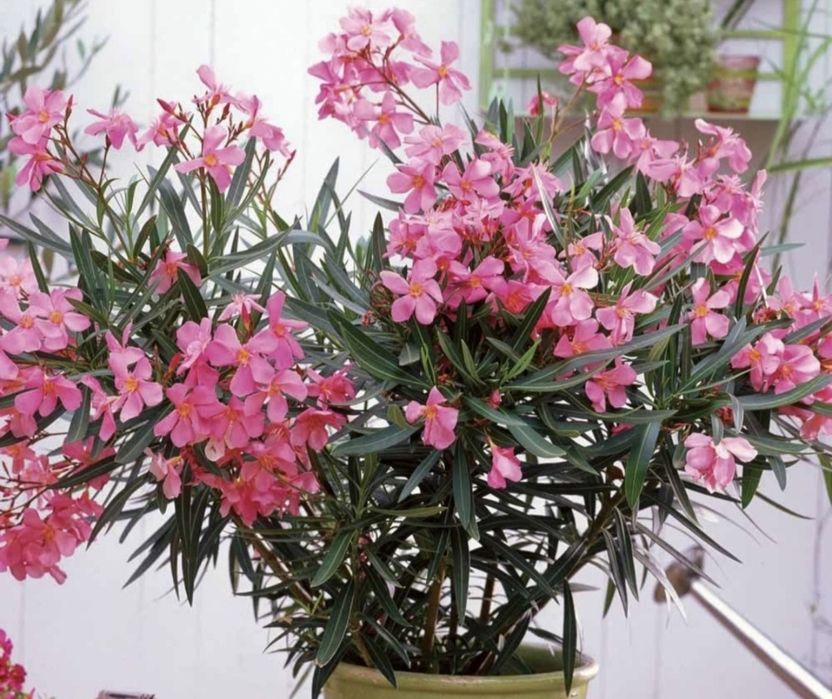 Тол гули сотилади манзаралик хушбу́й хидлик тез у́сувчан