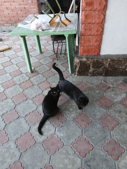 Коты в добрые руки